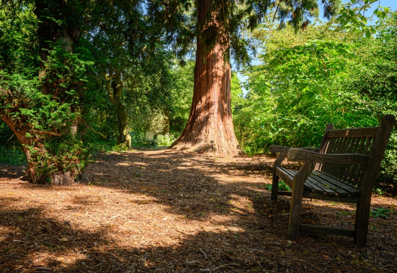 King's College Fellows' Garden and Provost's Garden